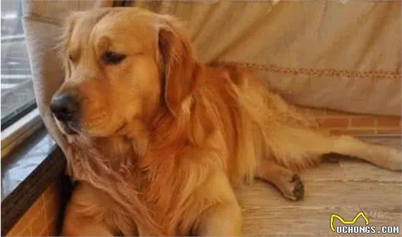 金毛犬有这些行为，说明把你当佣人了，你中招了吗？