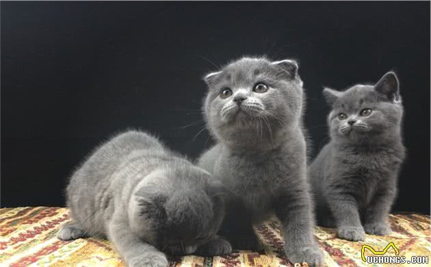蓝猫的价格差距太大了，从几百到上万，中间隔着6大差距