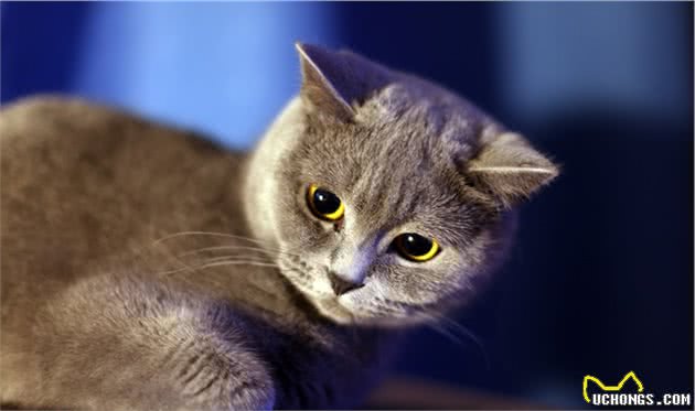 蓝猫的价格差距太大了，从几百到上万，中间隔着6大差距