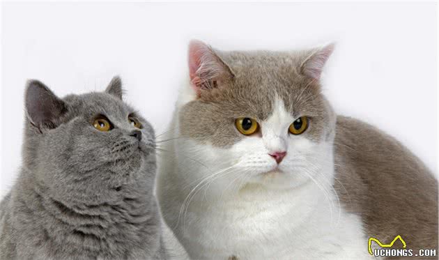 蓝猫的价格差距太大了，从几百到上万，中间隔着6大差距