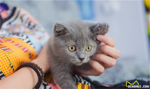 蓝猫的价格差距太大了，从几百到上万，中间隔着6大差距