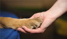 宠主喜欢闻狗狗爪子的原因，狗子：你闻很久了，能放下我爪子吗？