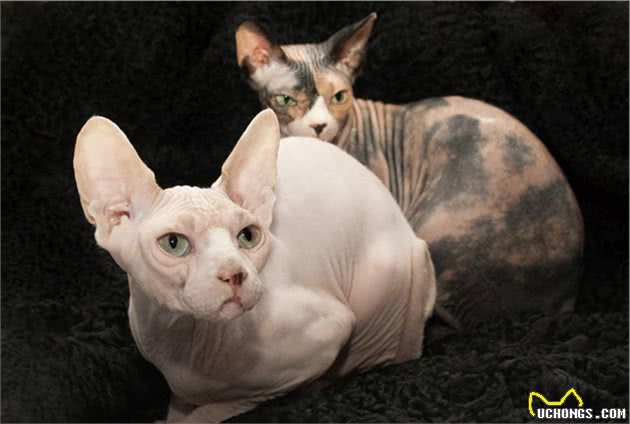 “面具”下斯芬克斯猫，是喜欢的人多，还是讨厌的人多？