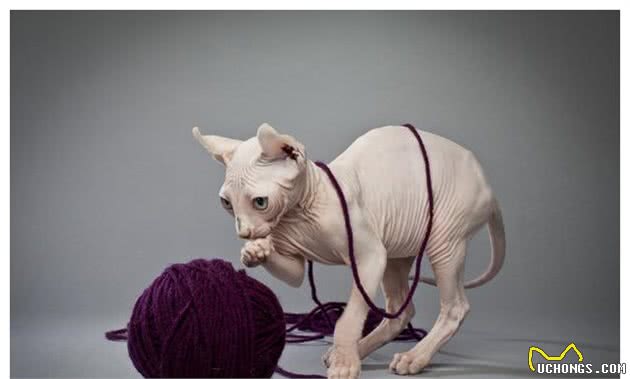 “面具”下斯芬克斯猫，是喜欢的人多，还是讨厌的人多？