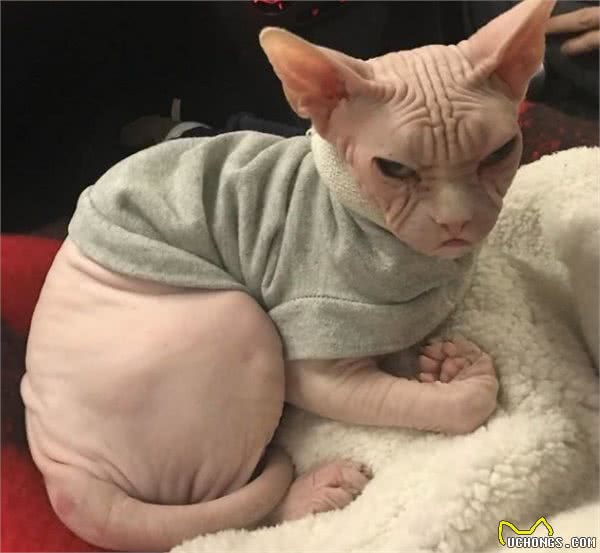 “面具”下斯芬克斯猫，是喜欢的人多，还是讨厌的人多？