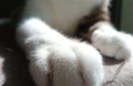 “面具”下斯芬克斯猫，是喜欢的人多，还是讨厌的人多？