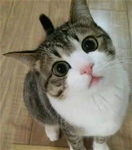 宠物也需要刷牙吗？怎么刷？
