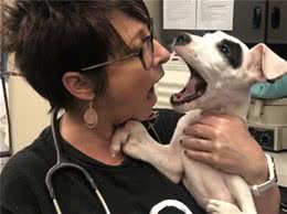 美国大丹犬天生多一只脚，幸好有人愿意领养，让它拥有幸福新生活