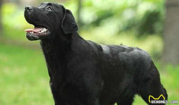 我国现役的7种警犬，因它们性格各有特点，所以有着不同的用途