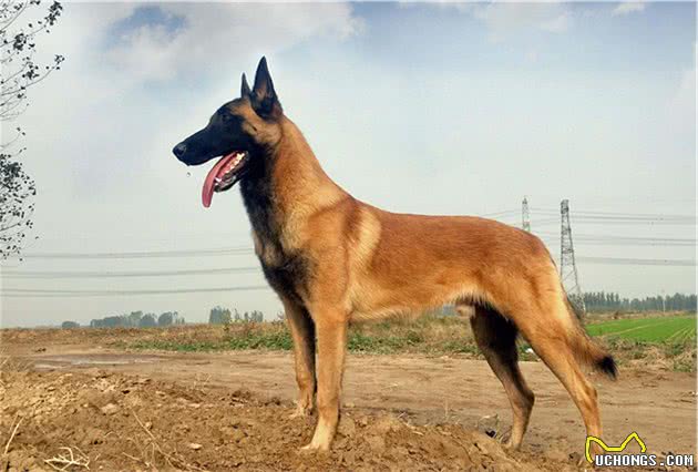 我国现役的7种警犬，因它们性格各有特点，所以有着不同的用途