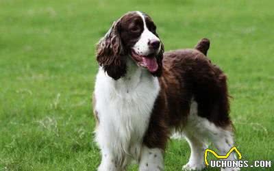 我国现役的7种警犬，因它们性格各有特点，所以有着不同的用途