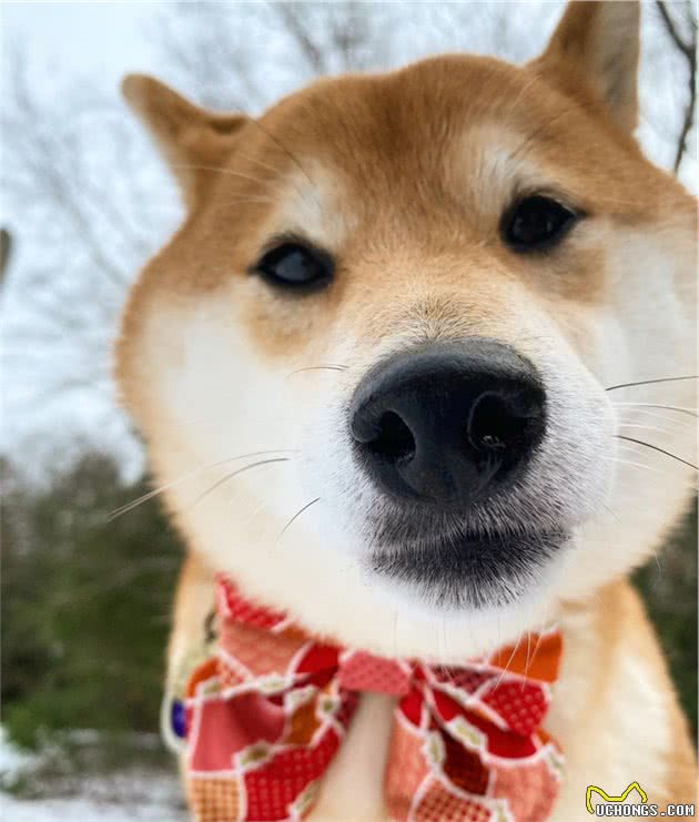 柴犬尴尬期如何喂养？