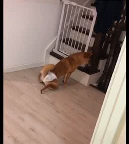 主人给柴犬穿上了尿不湿，它尿完后还想在地上找，一脸懵：尿呢？
