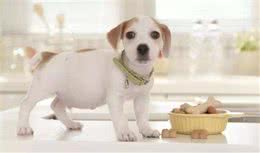 狗狗怀孕后要怎么喂食营养要怎么搭配这些你都会了吗？