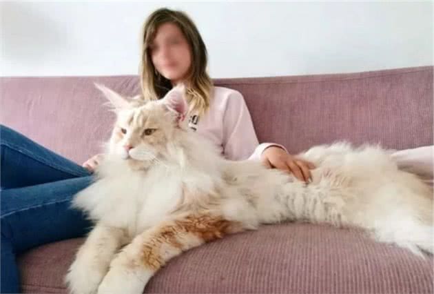 手手跟人一样大！巨型缅因猫内心其实是个温柔汉！