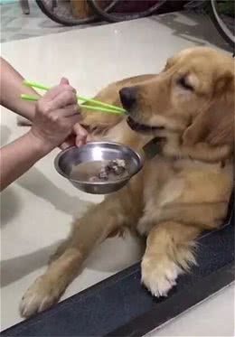 你家狗狗是不是胖了？要是少出门，就不要这样喂食了