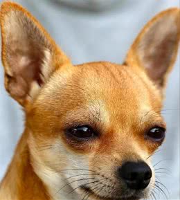 如何用正确的姿势给狗狗洗澡呢