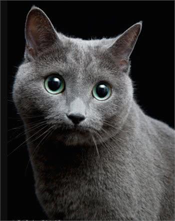 最可爱的俄罗斯蓝猫！