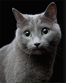 最可爱的俄罗斯蓝猫！