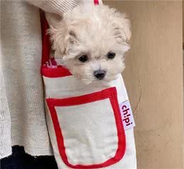 宠物狗起什么名字好听尽显贵气-可爱点