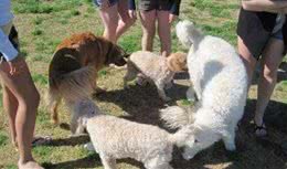 狗狗一见面就闻屁股，原来有这5个作用