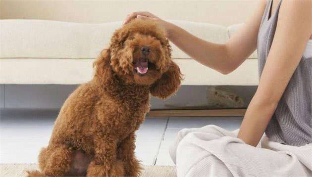 教育泰迪犬，建议避开这5个地方，真的打不得