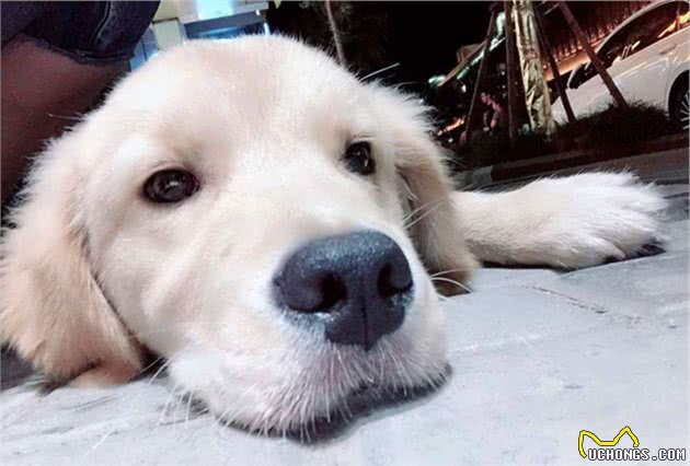 辟谣，狗狗不出门就只要驱虫一次？殊不知，寄生虫也会主动找上门