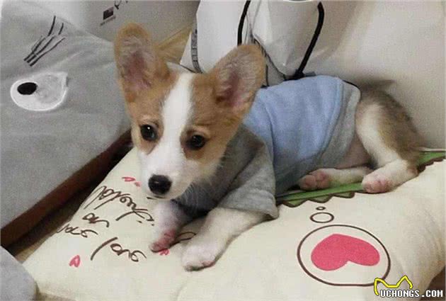 辟谣，狗狗不出门就只要驱虫一次？殊不知，寄生虫也会主动找上门