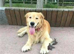 一只捡来的狗狗，它给我的快乐和安全，让我感到惊讶