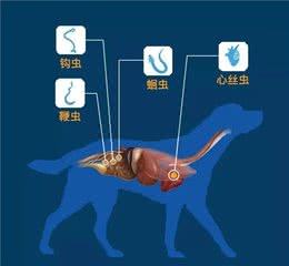 春暖花开，寄生虫也开始活跃，如何给狗狗驱虫之体内寄生虫篇