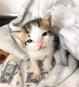 路边捡到小奶猫，带回家24小时照料，却发现它最亲近玩具熊