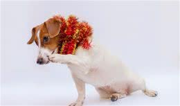 狗狗补钙吃什么