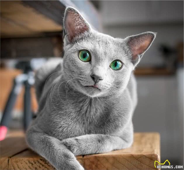 外网上当红的俄罗斯蓝猫双胞胎，它们的眼睛超级美，能夺魄勾魂