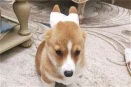 夏季养狗必知：耳螨问题不容小觑，铲屎官应这样预防和治疗