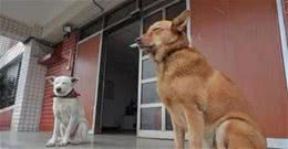 这几种猛犬，偷狗贼都不敢偷，看到都会掉头就走