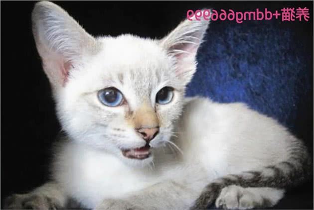 巴厘猫是什么猫