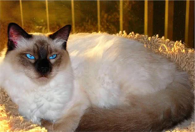 巴厘猫是什么猫