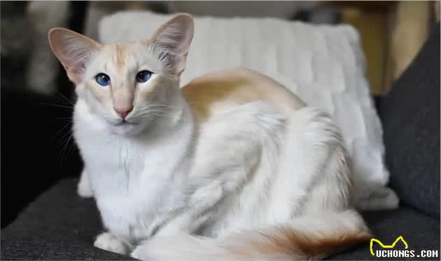 巴厘猫是什么猫