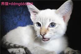 巴厘猫是什么猫