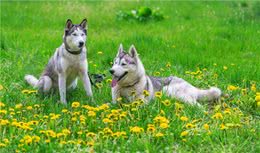 两狗之间，一只在地上不停打滚，竟是在向另一只示弱叫大哥？好怂