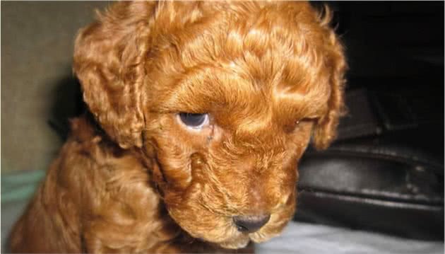 贵宾犬“讨厌”一个人，会有什么表现？这5个行为藏不住