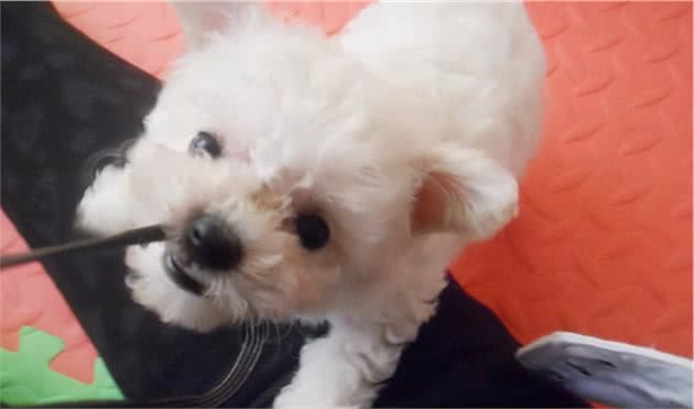 贵宾犬“讨厌”一个人，会有什么表现？这5个行为藏不住