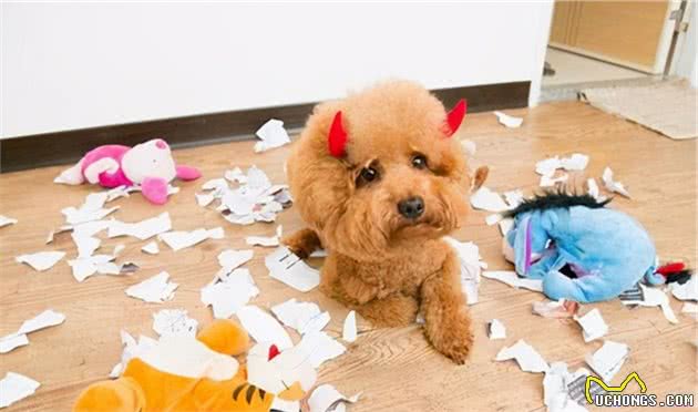 贵宾犬“讨厌”一个人，会有什么表现？这5个行为藏不住