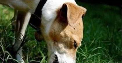 这几个症状是狗狗缺乏“微量元素”的表现，一旦出现就要注意了