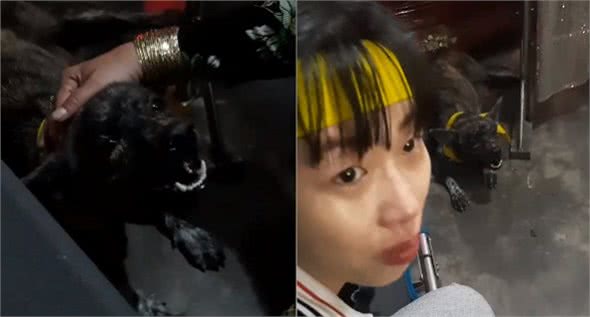 主人过世，狗狗在灵堂前失声大哭，全身抽搐引无数人心疼