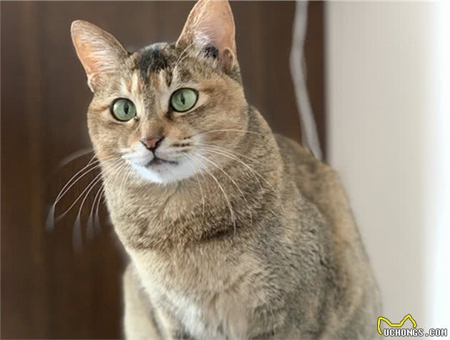 中国狸花猫成“偷渡客”？被困印度港口3个月，助它脱困的人真多