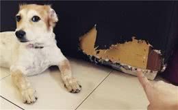 狗狗天生就调皮，但还是那么多人想养，你说气人不气人？