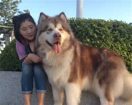中看不中用的几种狗，别奢望它能保护主人
