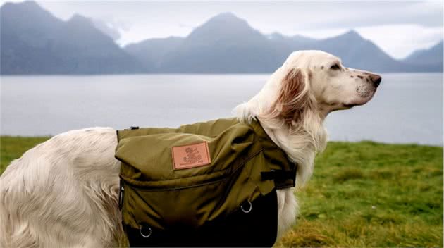 优雅充满活力的英国雪达蹲猎犬（EnglishSetter）