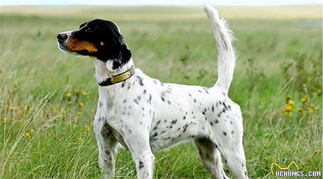 优雅充满活力的英国雪达蹲猎犬（EnglishSetter）